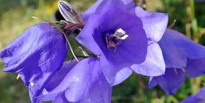 Bu çiçeği koparan yandı