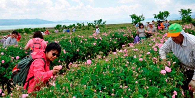 Gül hasadına Uzakdoğulu turist ilgisi