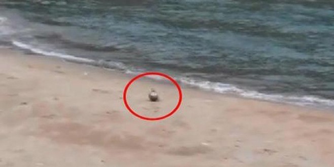 Şile’de patlamamış mayın paniği