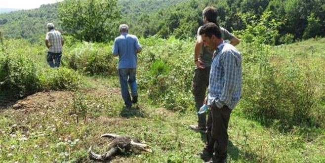 Ağva’da kan donduran hayvan katliamı