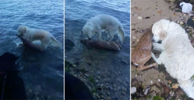 Kahraman köpek Storm böyle kurtardı!