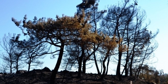 ‘Cennet’ten geriye bunlar kaldı!
