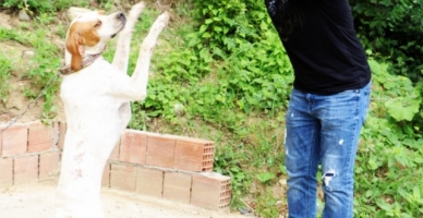 Kolbastı oynayan köpek ‘Cesi’