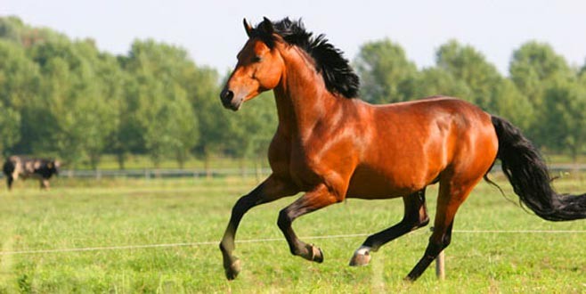 İstanbul’da at çiftliğine kurt saldırısı!