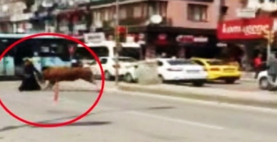 Kaçak boğa genç kadını hastanelik etti