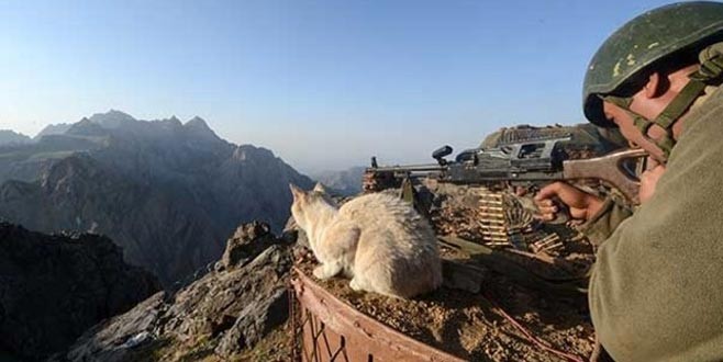 Kediler askerlerin can dostu oldu!