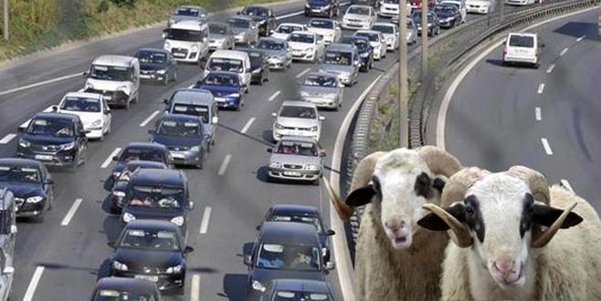 Millet tatile çıktı hayvan satışları düşüşe geçti