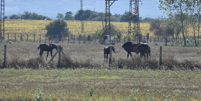 Silivri’de ‘vahşi melez ırk’ iddiası