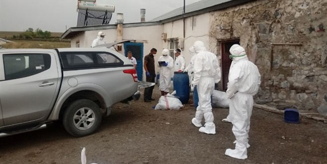 Sivas’ta kuş gribi paniği! Binlerce kaz…