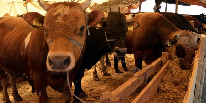 Bakandan önemli kurbanlık uyarısı