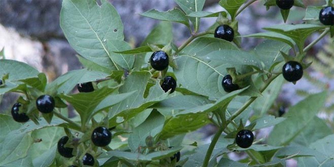 Güzel hatun 6 kişiyi hastanelik etti