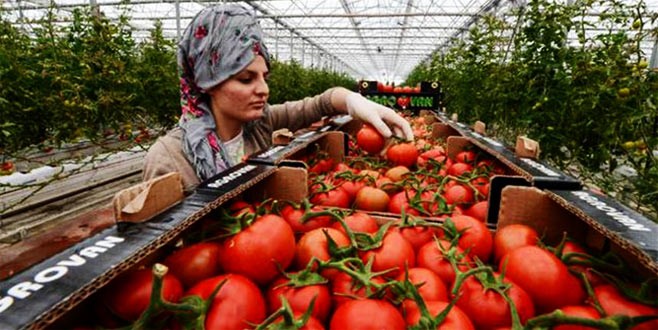 Rusya Türk domatesi için tarih verdi