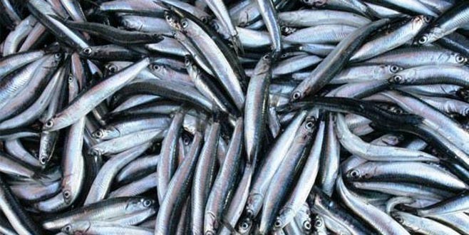 Karadeniz’de hamsi bolluğu!