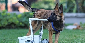 Felçli köpeği hayata bağladılar