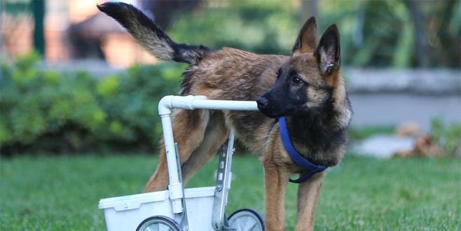 Felçli köpek hayata böyle tutundu