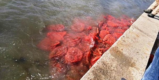 Balıkesir’de 8 ton kaçak midye ele geçirildi