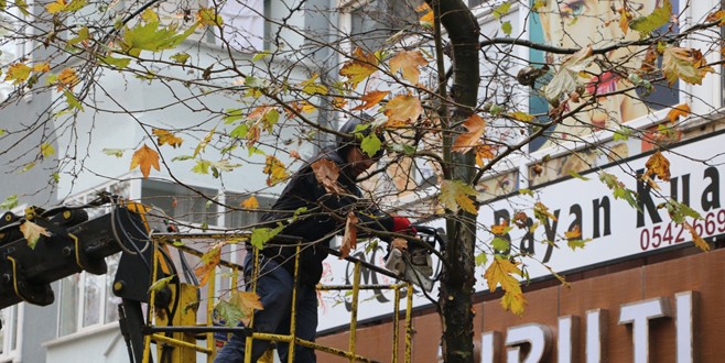 Kartal Belediyesi ağaç budama ve bakım işlerine devam ediyor