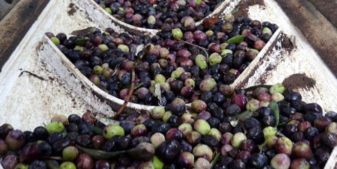 Kazdağları’nın eteklerinde zeytin bereketi