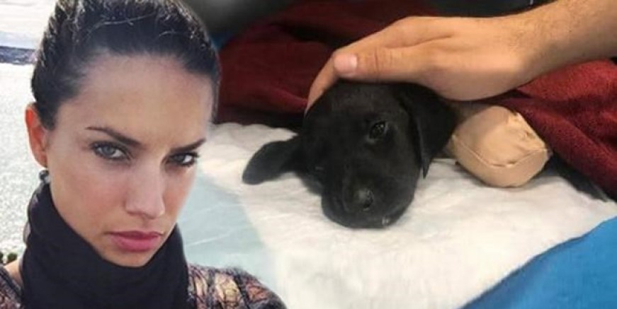 Adriana Lima o vahşete isyan etti