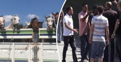 Faytoncular hayvanseverlere saldırdı