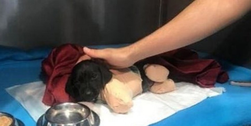 Yavru köpeğin ölümü ile ilgili flaş gelişme