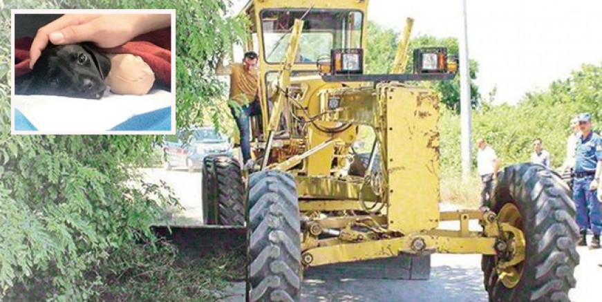 Yavru köpeğin ölümünde şok gelişme