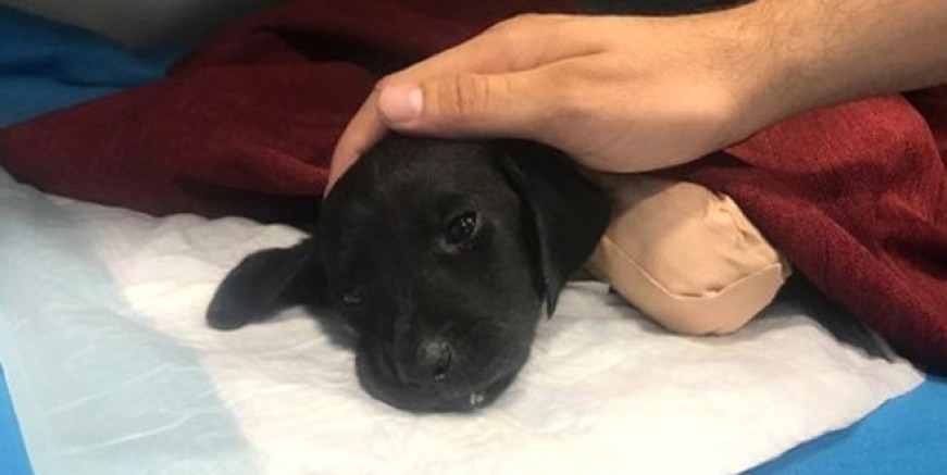 Yavru köpek vahşetinde yeni iddia