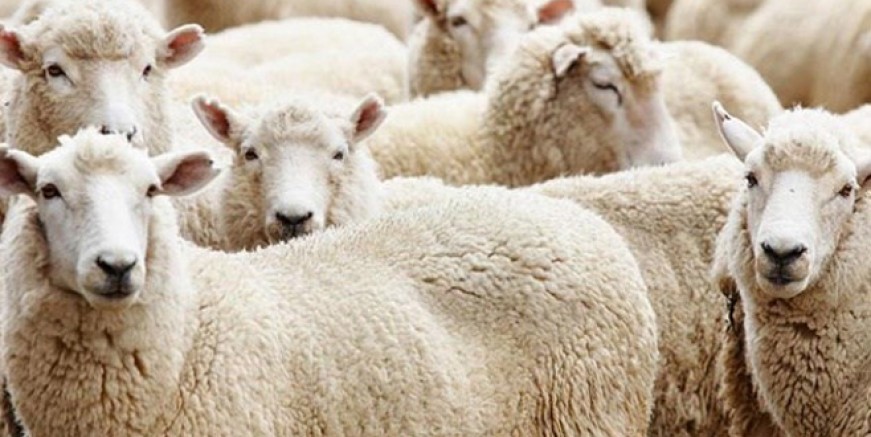 2018 yılı kurbanlık fiyatları belli oldu