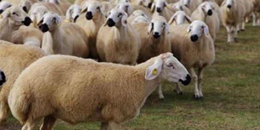 Kurbanlık fiyatları belli oldu!