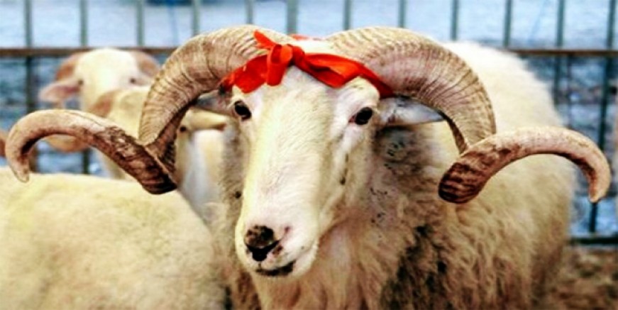 Kurbanlıklar tükendi!