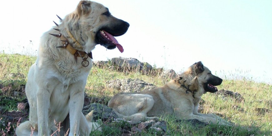Dünya ‘Kangal’ı kabul etti