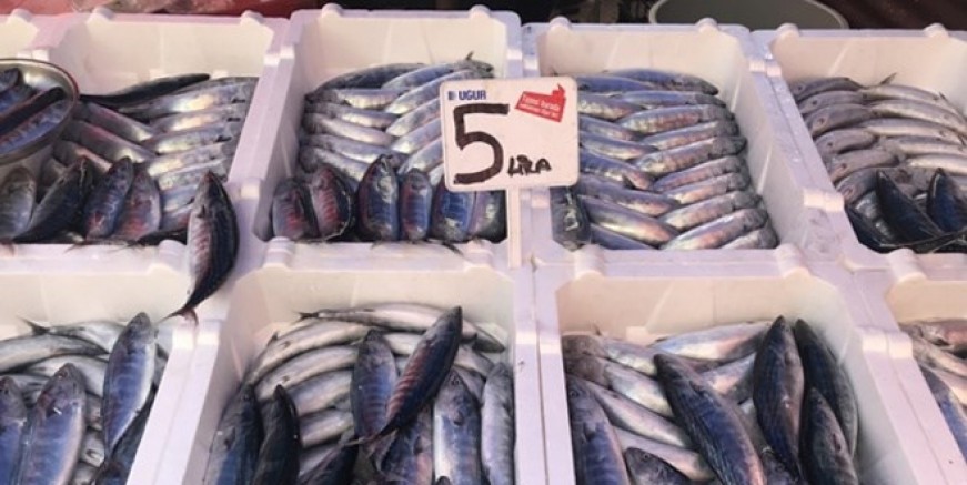 Palamudun tanesi 5 liraya düştü