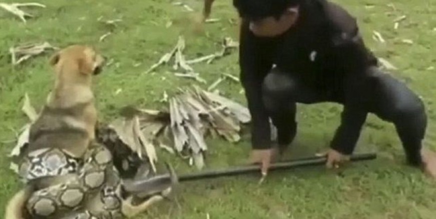 Çocuklar yılanın avladığı köpeği böyle kurtardı