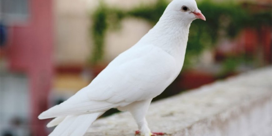 Türkiye’nin güvercinleri Maltepe’de görücüye çıkacak