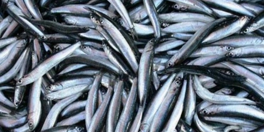 Hamsi fiyatları tavan yaptı