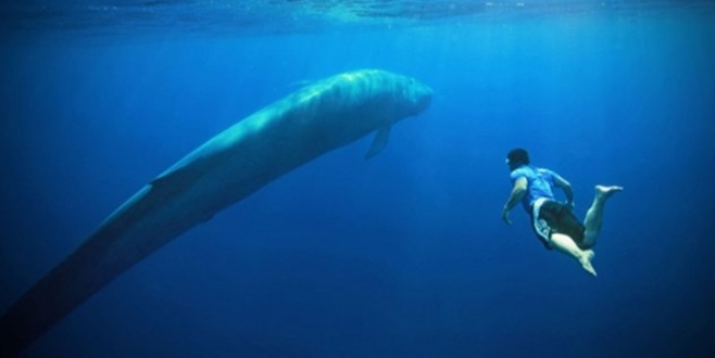 Google ile Mavi Balina işbirliği!