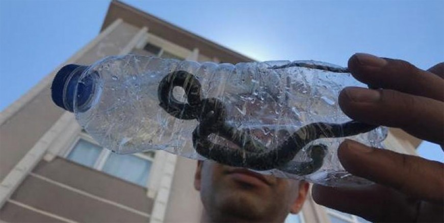 İstanbul’da zehirli yılan paniği