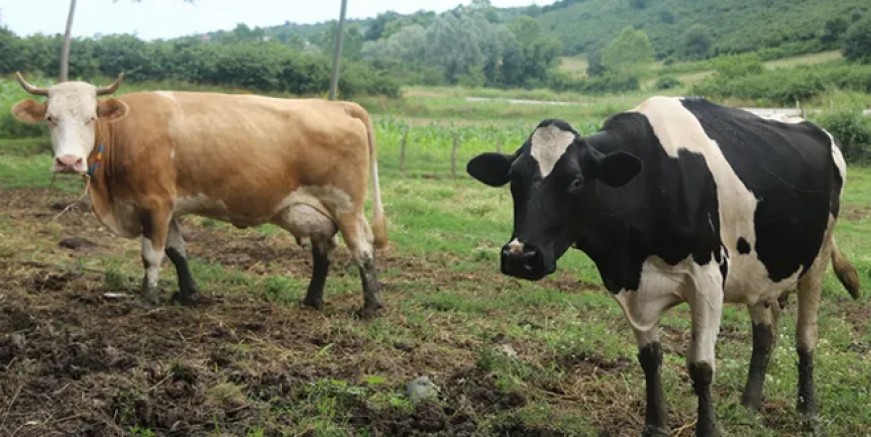 Diyanet vekaleten kurban kesim bedellerini açıkladı
