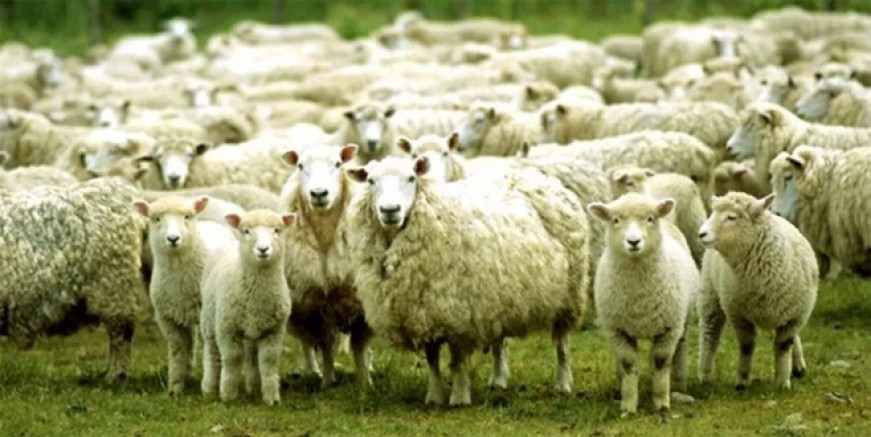 Kurban Bayramı ne zaman?