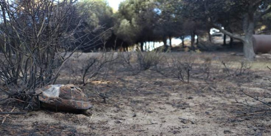 Marmara Adası’ndaki yangının acı bilançosu