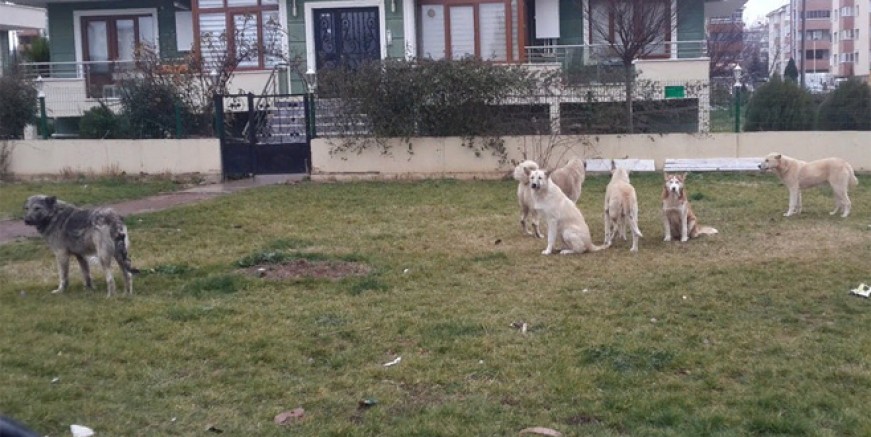 Kartal’ı başı boş köpekler istila etti