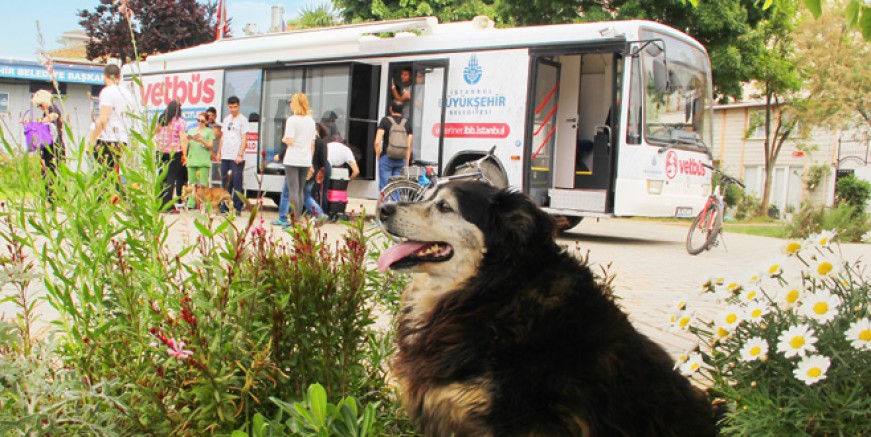 Vet – Büs Kartallı minik dostların hizmetinde