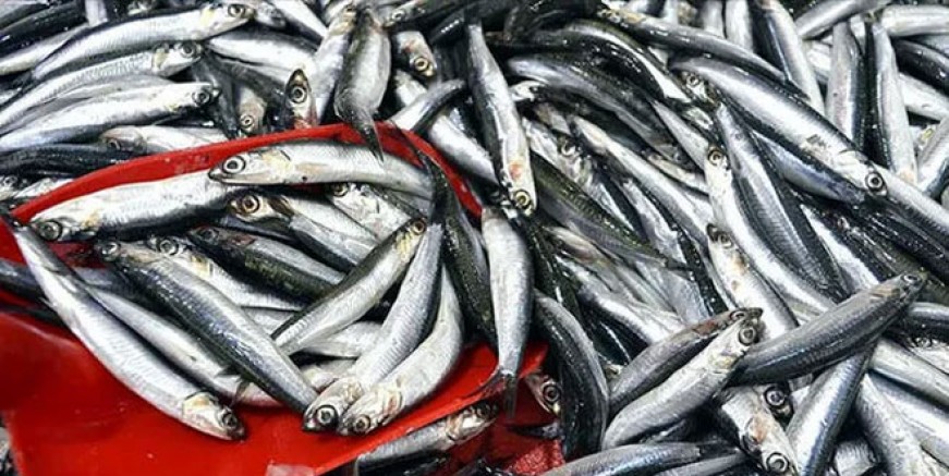 Karadeniz’de hamsi bolluğu