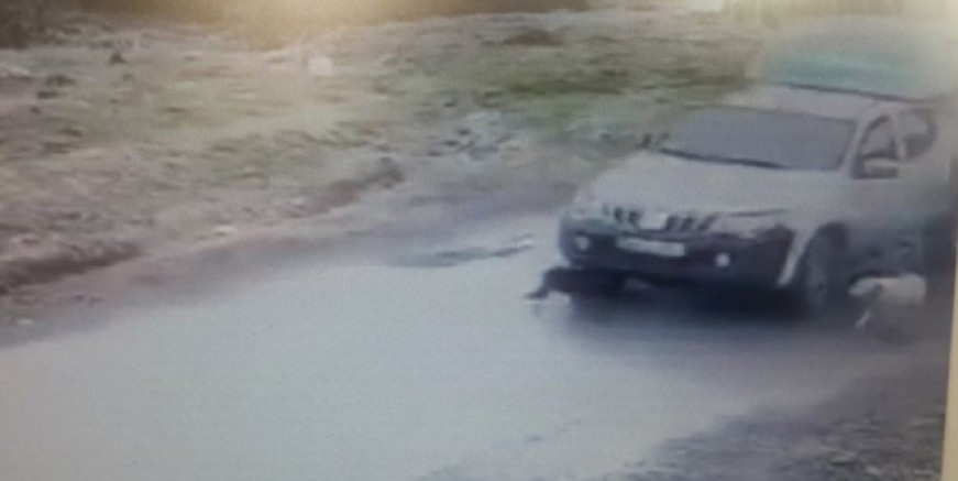 Pendik Belediyesi köpeği ezen adamı işten attı