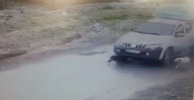 Sokak köpeğini acımasızca ezdi