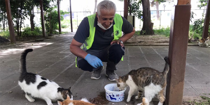 Sokak hayvanları Kartal Belediyesi’ne emanet