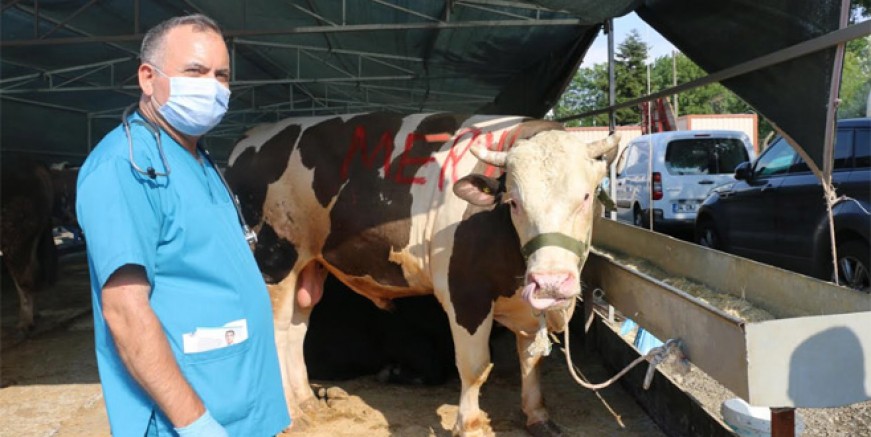 Kartal Belediyesi Kurban Bayramı’na hazır