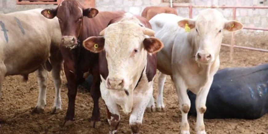 Korona virüs kurbanlık satışlarını etkiledi