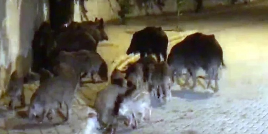 Turizm cenneti Marmaris’te domuz istilası