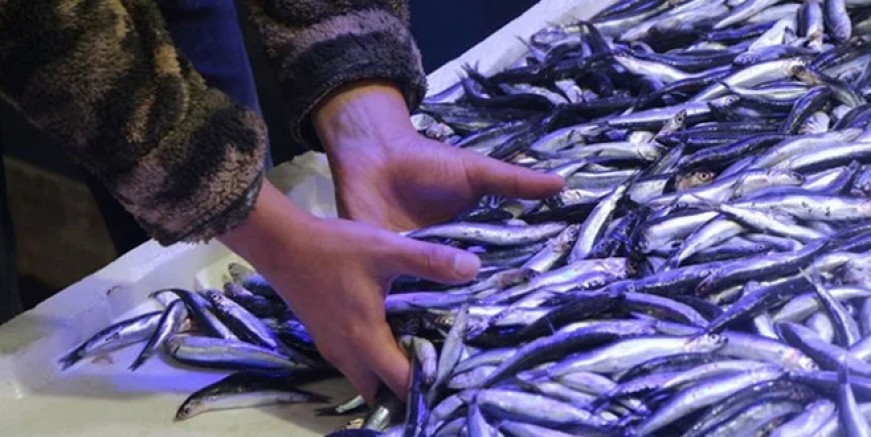 Hamsi fiyatları cep yakıyor